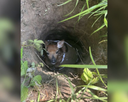 Dog Refuses To Move On Walk — Then Mom Realizes She’s Trying To Save A Life