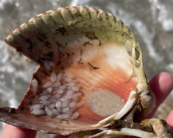 Woman Discovers Strange ‘Bubbles’ In A Shell — And Realizes They’re Baby Octopuses