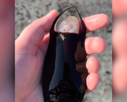 Woman Finds A ‘Mermaid’s Purse’ On The Beach — And It Hatches In Her Hand