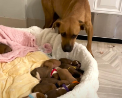 Rescue Dog Gives Birth to 14 Puppies — And Proves to Be the Sweetest Mom