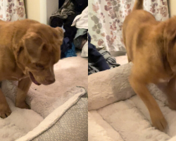Blind Dog Freed After 8 Years on a Chain Discovers the Joy of His Very First Bed