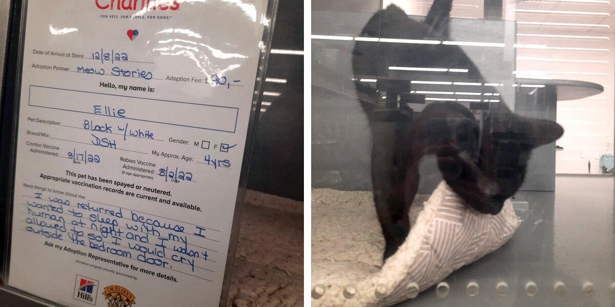 Cat Returned For Being “Too Cuddly” Finds Her Perfect Match Just In Time For Christmas