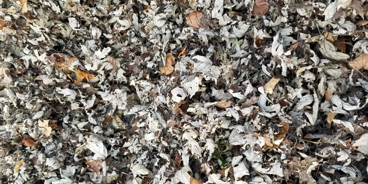 Cat Disappears Perfectly Into a Pile of Autumn Leaves