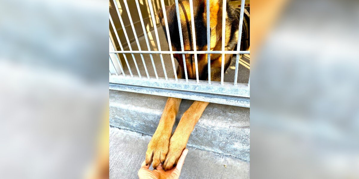 Sweet Dog Reaches Out For Love From Inside Her Shelter Kennel