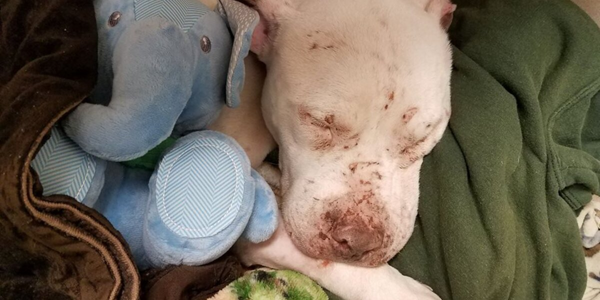 Abused Dog Finds Comfort in His First Toy — and Finally Begins to Heal