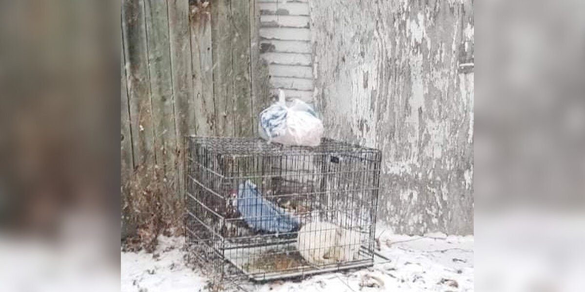 Dog Left To Freeze In An Alley Finds Warmth, Love, And A New Life