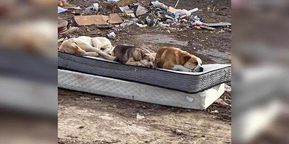 From Dumpsite to Dog Beds: Three Rescued Pups Reunite One Year Later