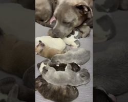 Pittie Reunites With Her Sister Just In Time To Go Into Labor