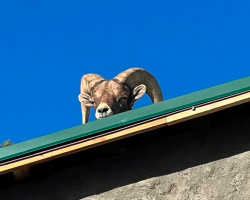 Family Hears Hoofbeats On Their Roof — And Finds A Very Unusual Visitor