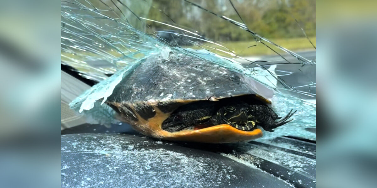 ‘Miracle’ Turtle Survives After Smashing Through Car Windshield