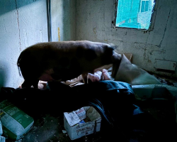 Pregnant Pig Finds Refuge In An Old Shed — And A Miracle Follows