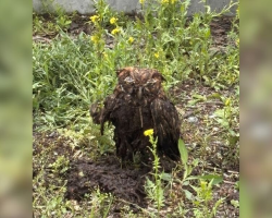 Owl Found Trapped In Manure Pit Transforms After Rescue