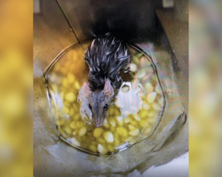 Factory Worker Opens Garlic Oil Drum — And Finds An Endangered Animal Staring Back