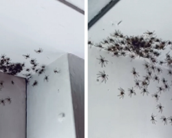 Woman Discovers A Surprise ‘Kindergarten’ Of Baby Spiders In Her House