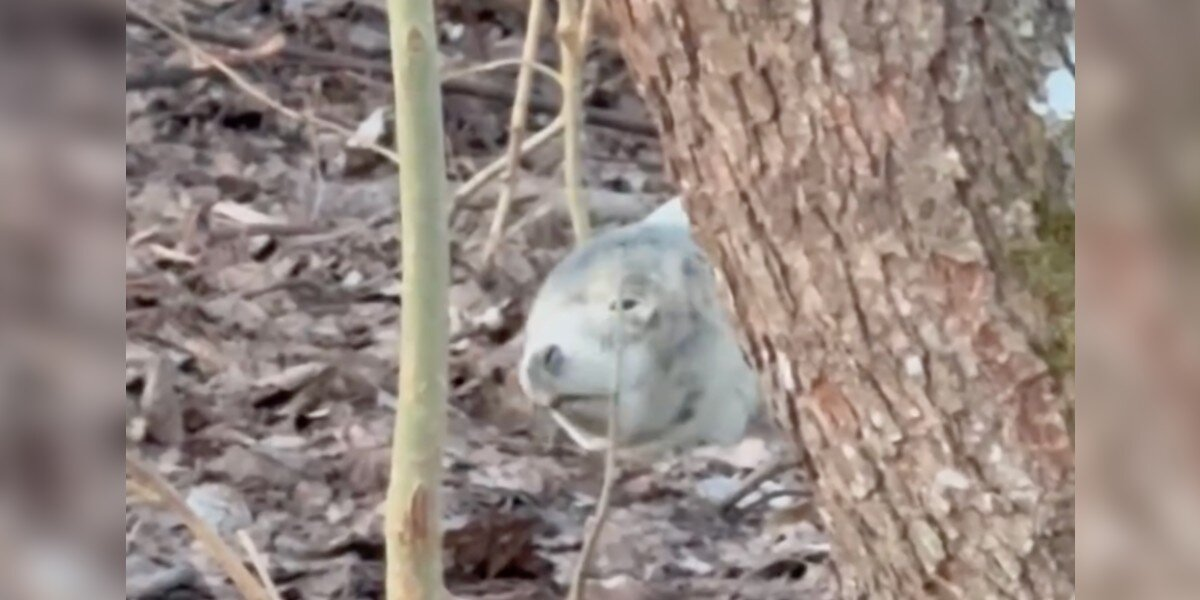 Wildlife Photographer Mistakes ‘Stone’ in Forest for Something Unbelievable