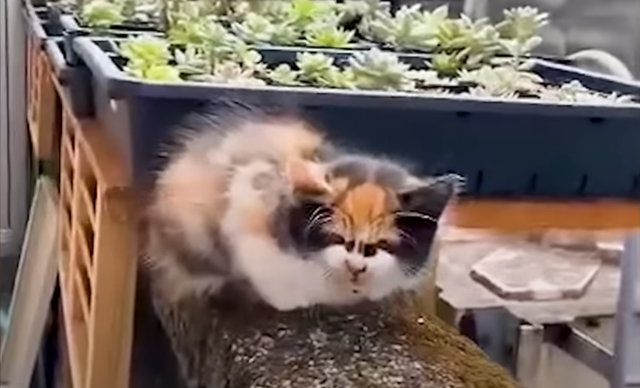 Rescued Tiny Kitten Finds Warmth After Being Saved From The Cold