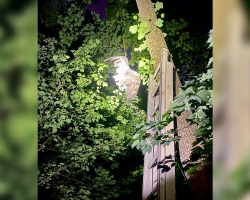 Majestic Bald Eagle Left Dangling From Tree Gets a Daring Midnight Rescue