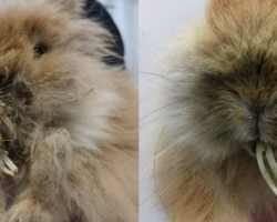 Neglected Bunny’s Teeth Grew So Long She Couldn’t Eat — Until Rescuers Stepped In