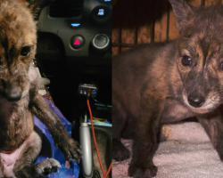 ‘Mystery Pup’ Found In The Rain Keeps Everyone Guessing