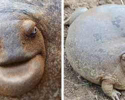 People Can’t Believe This Round Little Creature Actually Exists