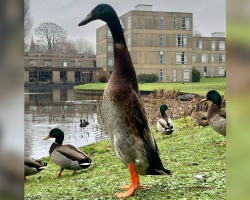 People Can’t Believe This Extra-Tall Duck Actually Exists