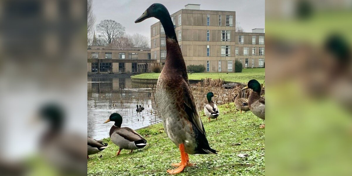 People Can’t Believe This Extra-Tall Duck Actually Exists