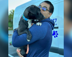 Dog Moves Through 8 Foster Homes — Still Waiting For Someone To Finally Choose Her