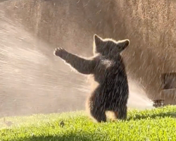 Playful Bear Cub Cools Off In Sprinklers On Hot Summer Day