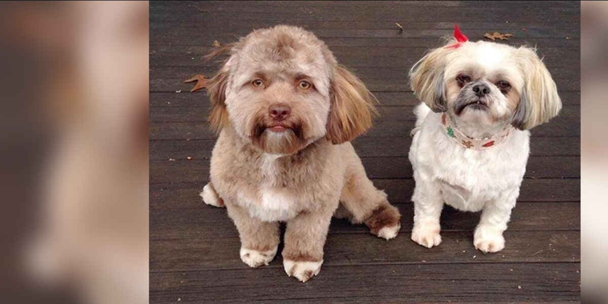 This Dog’s Face Looks Uncannily Human — And People Don’t Know How To Feel About It