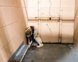 Neglected Dog Hid His Face Against The Wall — Until Rescuers Showed Him Love