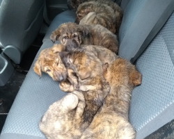 Six Sick Puppies Were Abandoned In A Parking Garage — But Their Story Now Has A Happy Twist