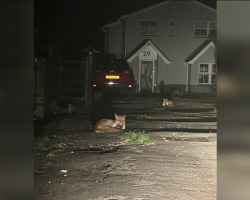 Woman Snaps Photo Of Fox — Then Realizes She’s Surrounded