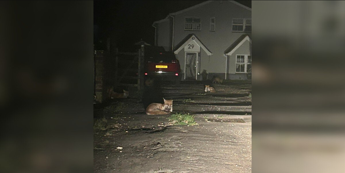Woman Snaps Photo Of Fox — Then Realizes She’s Surrounded