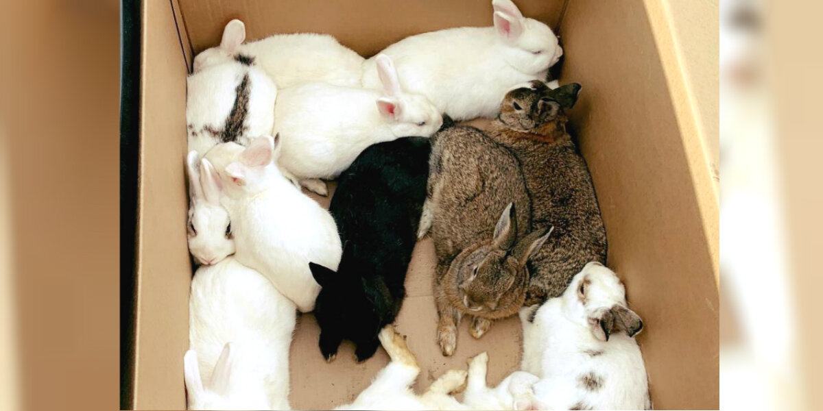 Police Called To Park “Disturbance” — And Find 14 Furry Suspects