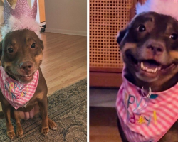 Rescue Pup Throws The Sweetest Smile At Her Surprise Birthday Party