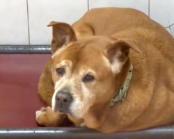 Shelter Dog Waits 1,739 Days — Then Finally Realizes He’s Going Home For Good