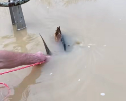 Dad Spots ‘Dangerous’ Animal Trapped In Drain — And Refuses To Walk Away