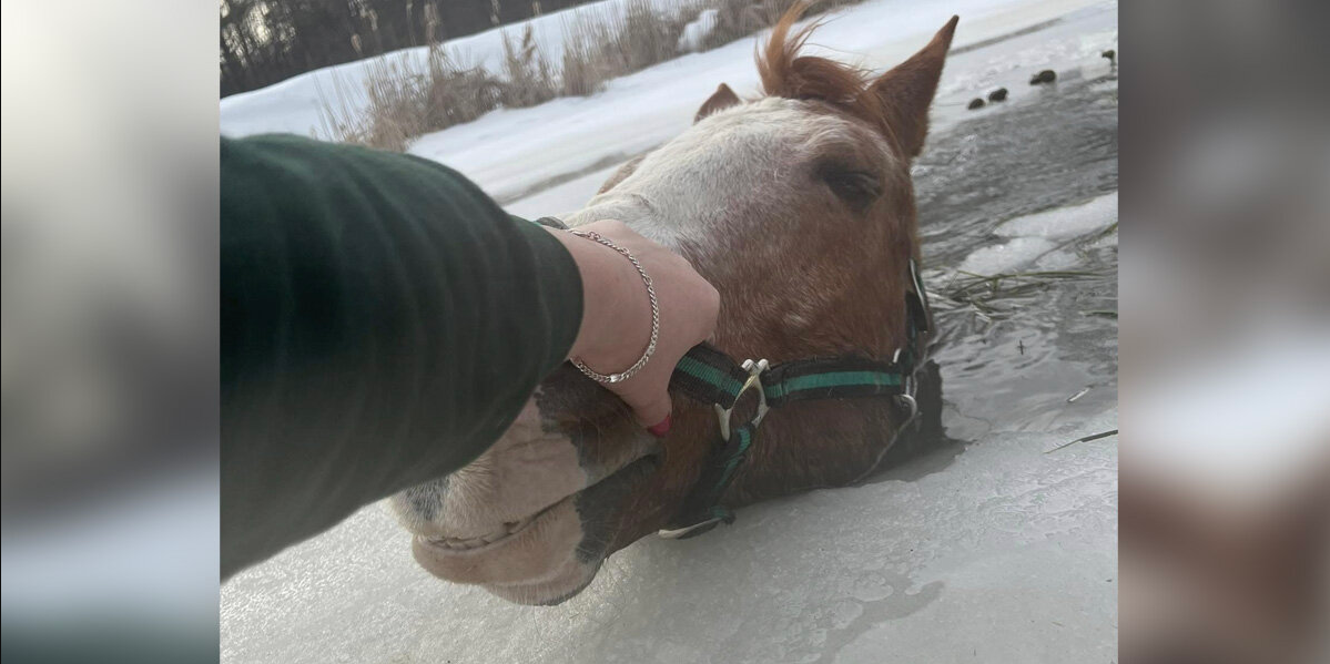 ‘My Worst Fear Came True’: Woman Fights To Save Her Horse From Frozen Pond