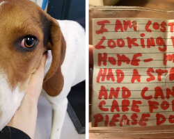 Dog Found With Heartbreaking Note On Her Collar Shows What True Compassion Looks Like