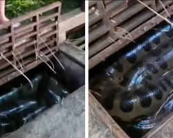 Storm Drain “Clog” Turns Out To Be A Massive Anaconda