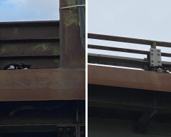 Man Walking In NYC Spots Tiny Kitten Stranded On Highway Ledge