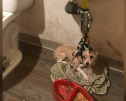 Dog Found Tied Under Bathroom Sink Finally Safe And Loved
