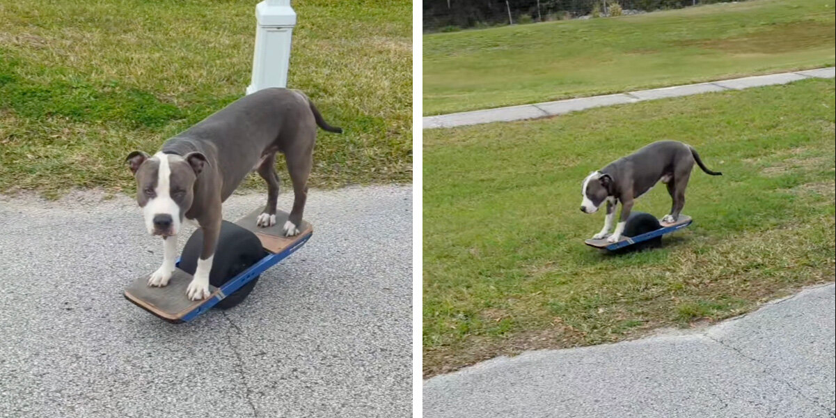 Dog Who Was Once a Stray Now Cruises the Streets Like a Pro