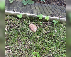 Rescuers Spot a “Mushroom” — But It’s Something Much Cuter