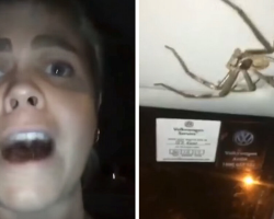 Woman Driving Home Suddenly Realizes She Has A Hairy Passenger