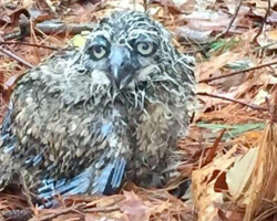 Baby Owl Stranded on the Ground Finally Gets His Second Chance
