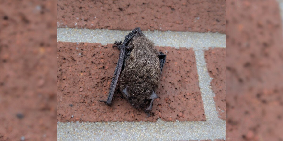 Office Worker Spots ‘Furry Lump’ On Building Wall — But It’s Actually Someone Rare