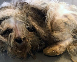 Stray Dog Was So Matted No One Could Tell What Breed He Was