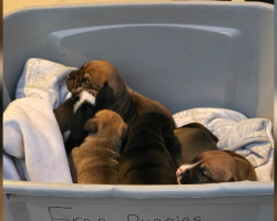 Pastor Discovers a Box of Newborn Puppies on Church Steps