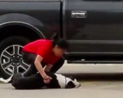 Terrified Dog Dragged Into Shelter Finds Love And Safety After Rescue